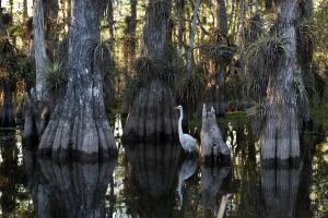 Experience The Everglades Photography Exhibition Debuts At Mia